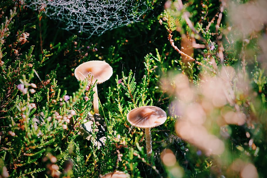 autumn, fall, mushroom, brown, green, growth, plant, fungus HD wallpaper