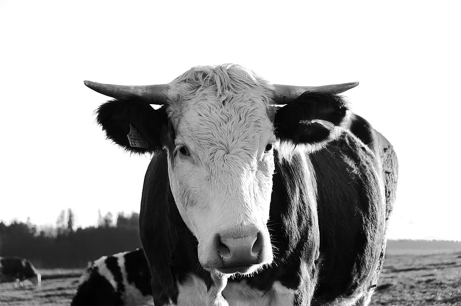 biberach, biberach(riß), cow, animals, bw, blackandwhite, domestic HD wallpaper