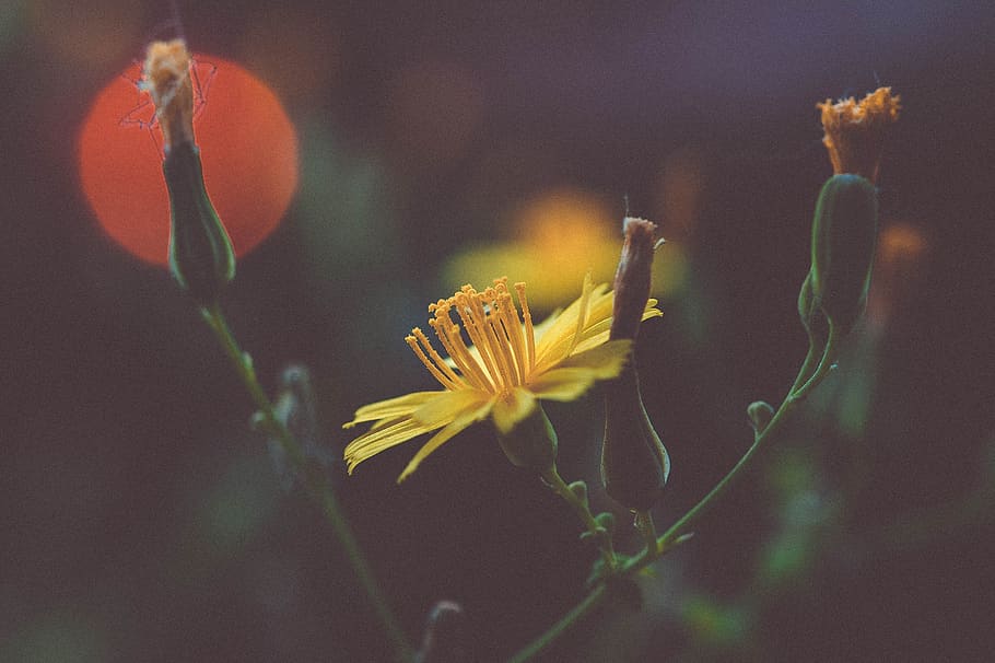 flower, setting sun, flowering plant, beauty in nature, close-up HD wallpaper