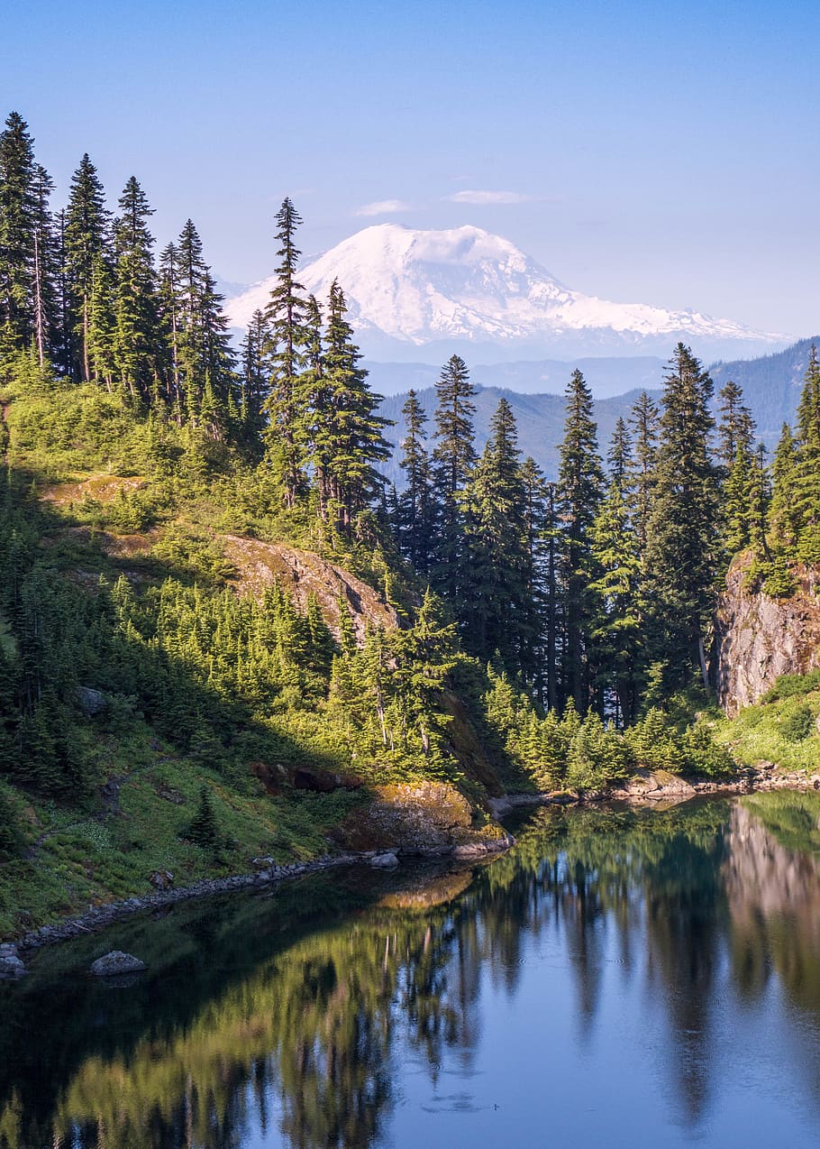 Forest and River Under Clear Sky, conifer, daylight, evergreen HD wallpaper