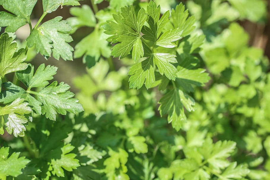 green, vegetable, growing, natural, summer, garden, vegetarian HD wallpaper
