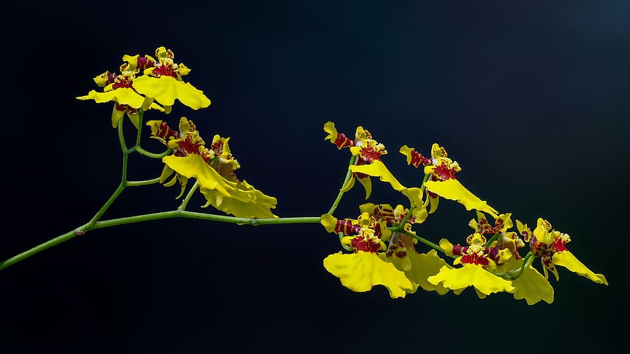 flower, orchid, gold, blooming, dancer, black background, plant