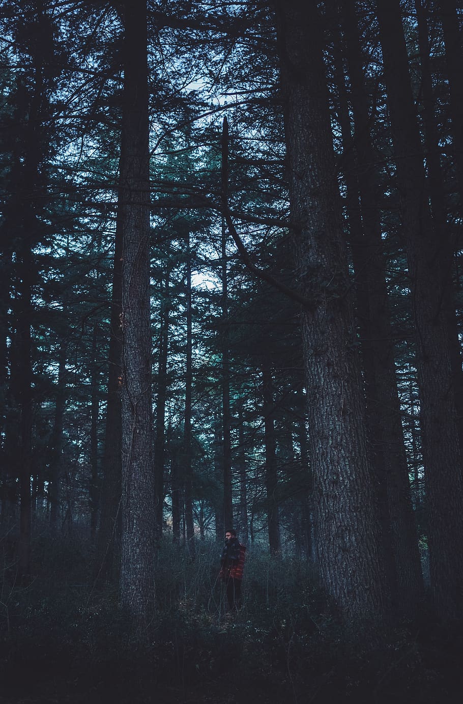 people, forest, trees, autumn, fall, night, plant, land, woodland HD wallpaper