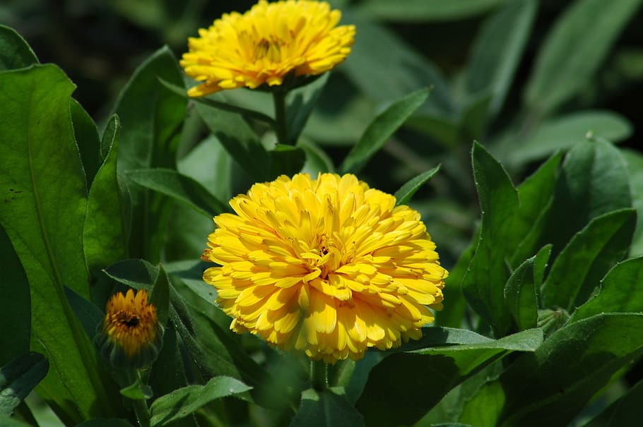 nature, flower, flora, leaf, summer, garden, floral, flowering plant HD wallpaper