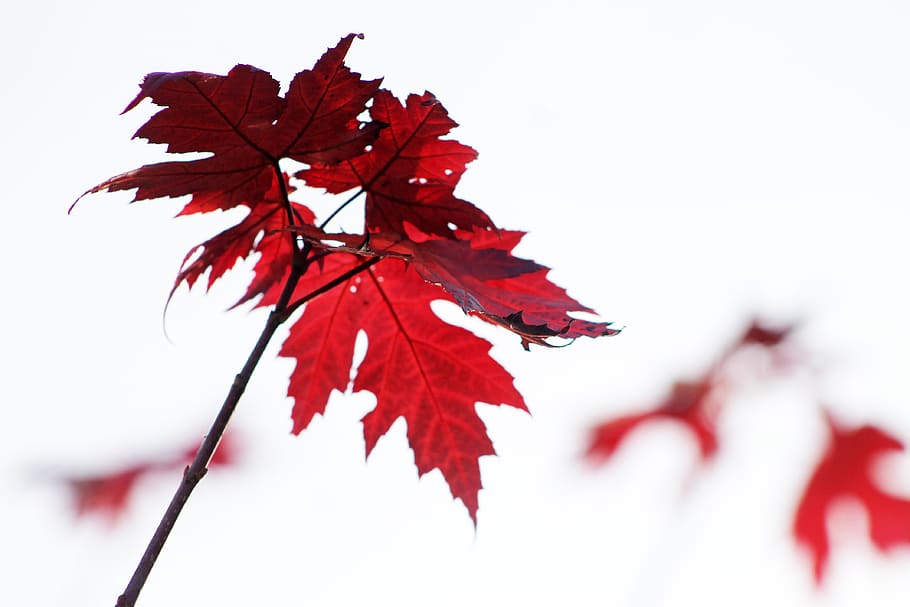leaf, leaves, red, fall, foliage, autumn, maple leaf, plant part HD wallpaper