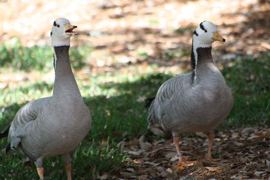 geese, birds, animals in the wild, vertebrate, animal themes HD wallpaper