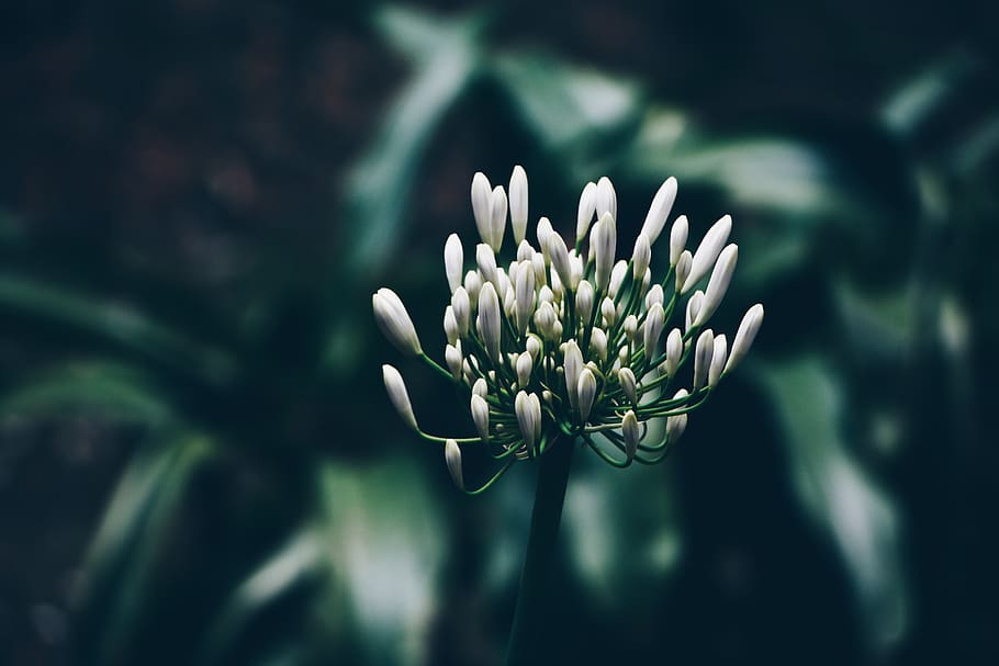 white cluster flower, plant, blossom, agapanthus, india, shimla HD wallpaper