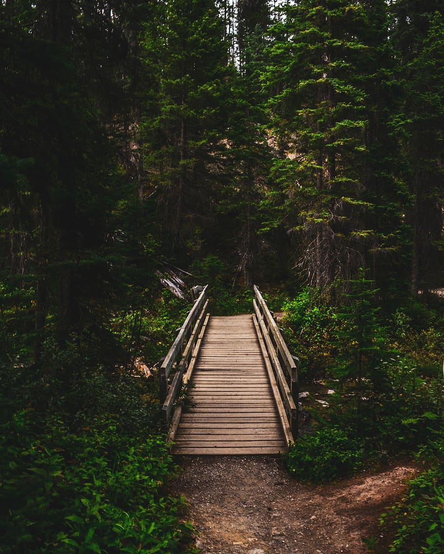 Brown Wooden Bridge, boardwalk, environment, footpath, guidance HD wallpaper
