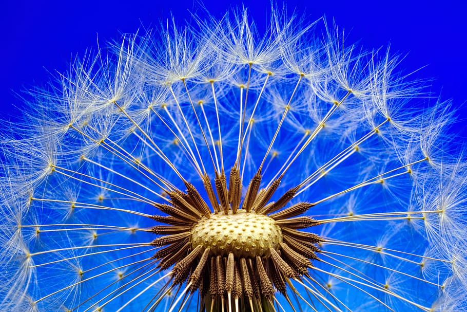 dandelion, closeup, macro, blue, flower, flowering plant, vulnerability HD wallpaper