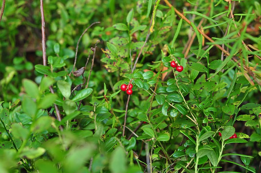 berry, cranberries, red, ripe, nature, forest, fresh, edible HD wallpaper