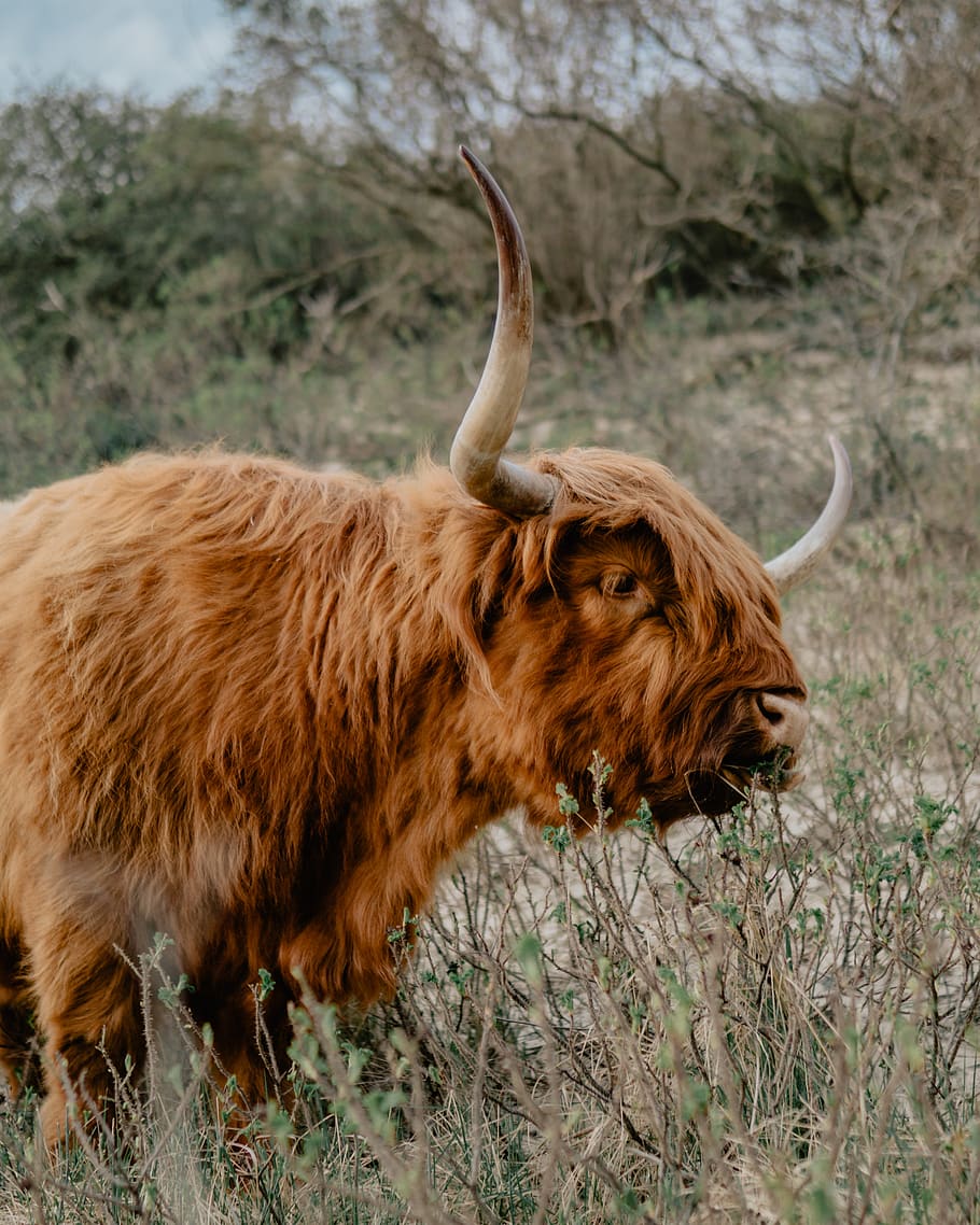 brown yak on a field, mammal, animal, wildlife, antelope, cattle