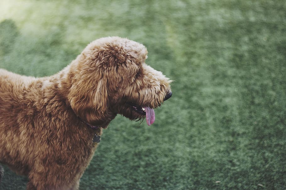 brown standard poodle on sod, dog, puppy, animal, bokeh, blur, HD wallpaper