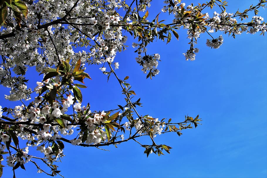 spring, tree, branch, season, nature, blue sky, the freshness HD wallpaper