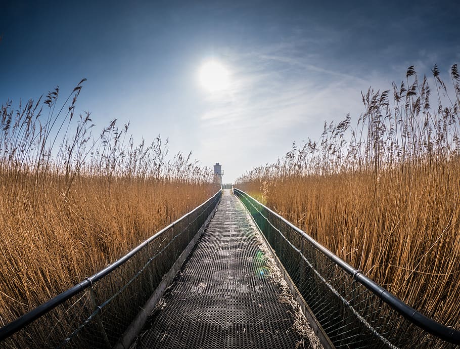 brown field during daytime, direction, the way forward, sky, diminishing perspective HD wallpaper