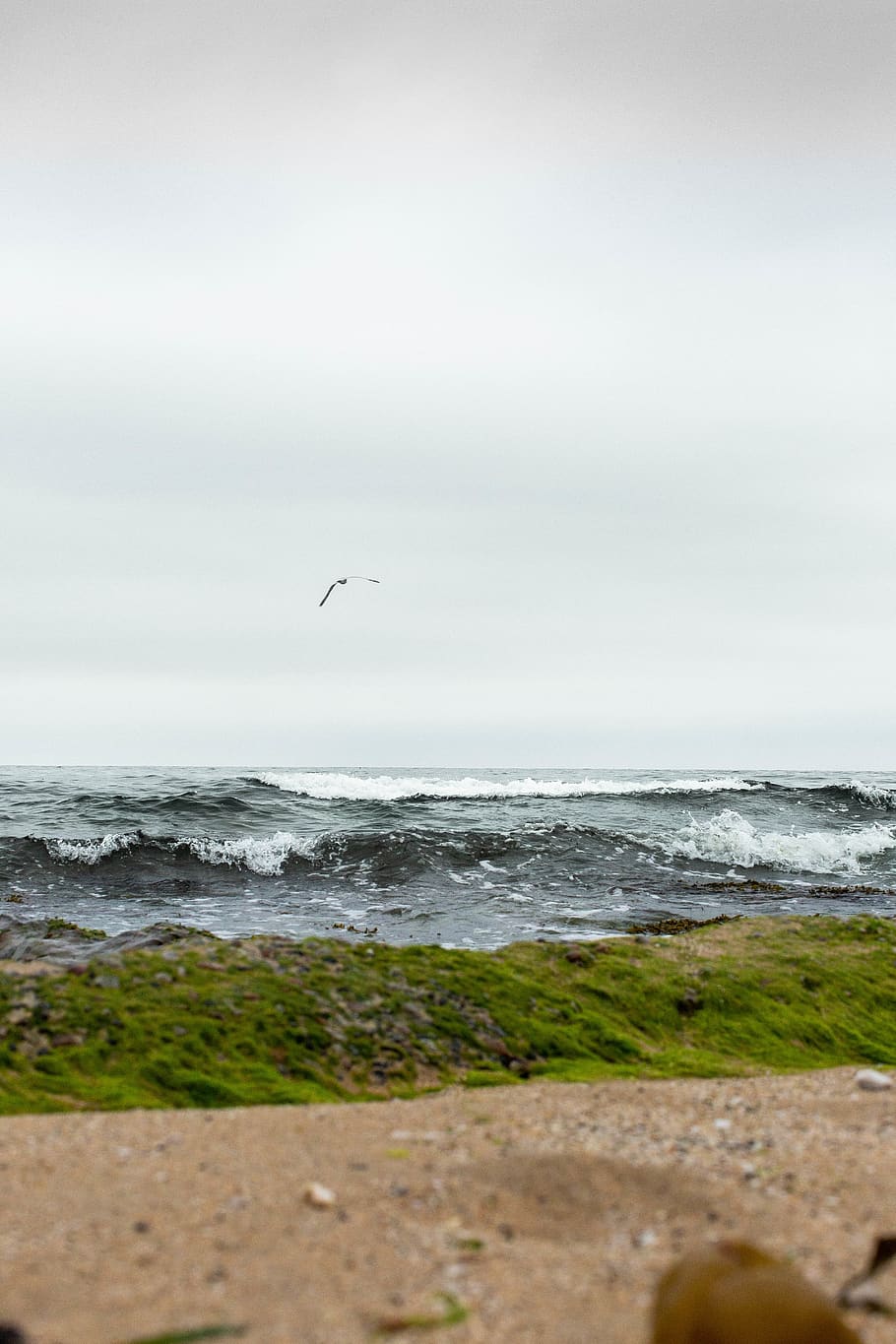 sea, water, vertebrate, animal, animal themes, bird, sky, animal wildlife HD wallpaper