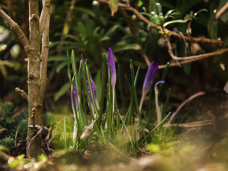 crocus, flower, nature, spring, flora, rose, garden, purple HD wallpaper
