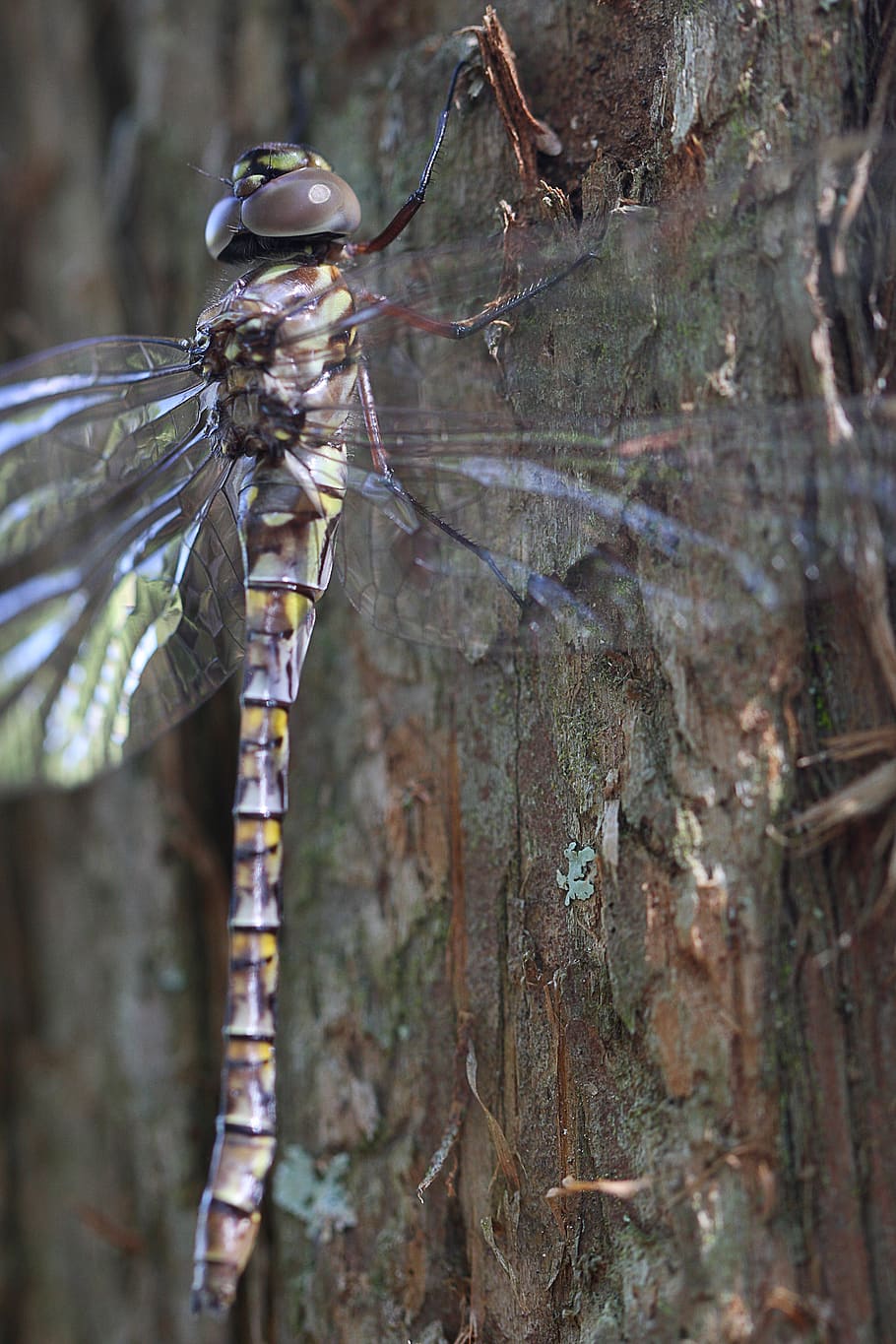 dragonfly, nature, insect, wing, wildlife, transparent, outdoors HD wallpaper