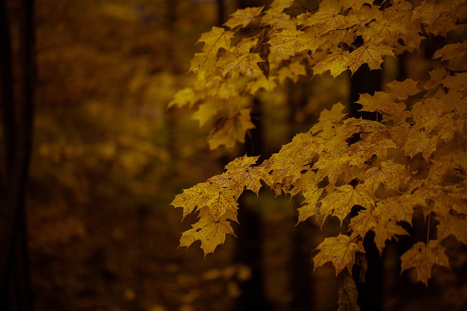 green tree, leaf, plant, maple, united states, farmington hills HD wallpaper