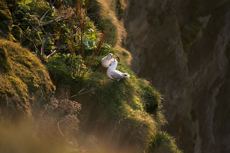 seagull, nest, love, animal themes, vertebrate, plant, animals in the wild HD wallpaper