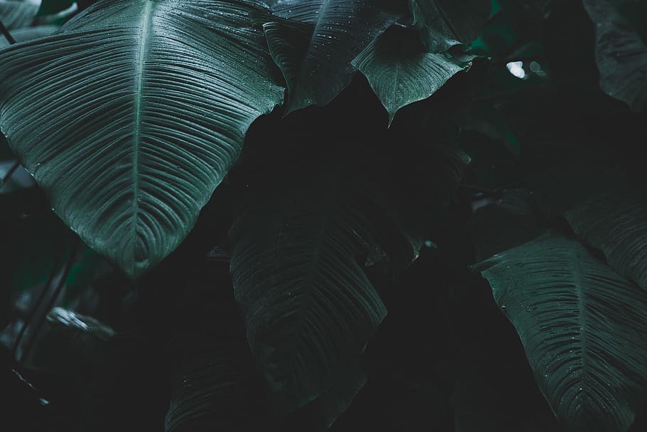 plants, leafs, nature, trees, forest, green, outdoors, plant part HD wallpaper