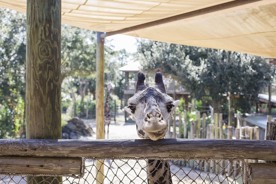 gray giraffe, one animal, animal themes, mammal, focus on foreground HD wallpaper