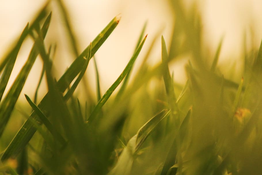 grass, warm, selective focus, summer, field, outdoors, plant HD wallpaper