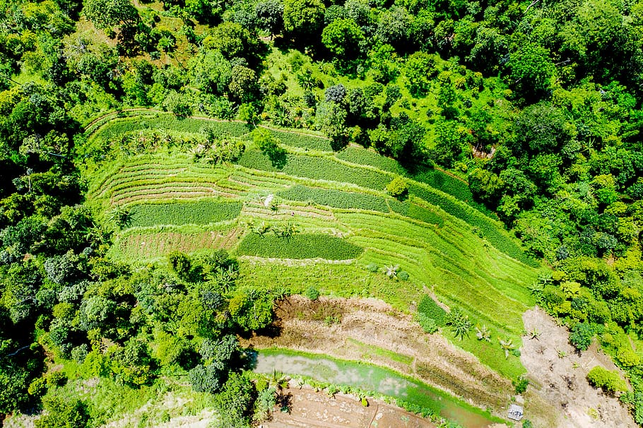 Aerial Photo of Green-leafed Forests, aerial shot, bird's eye view