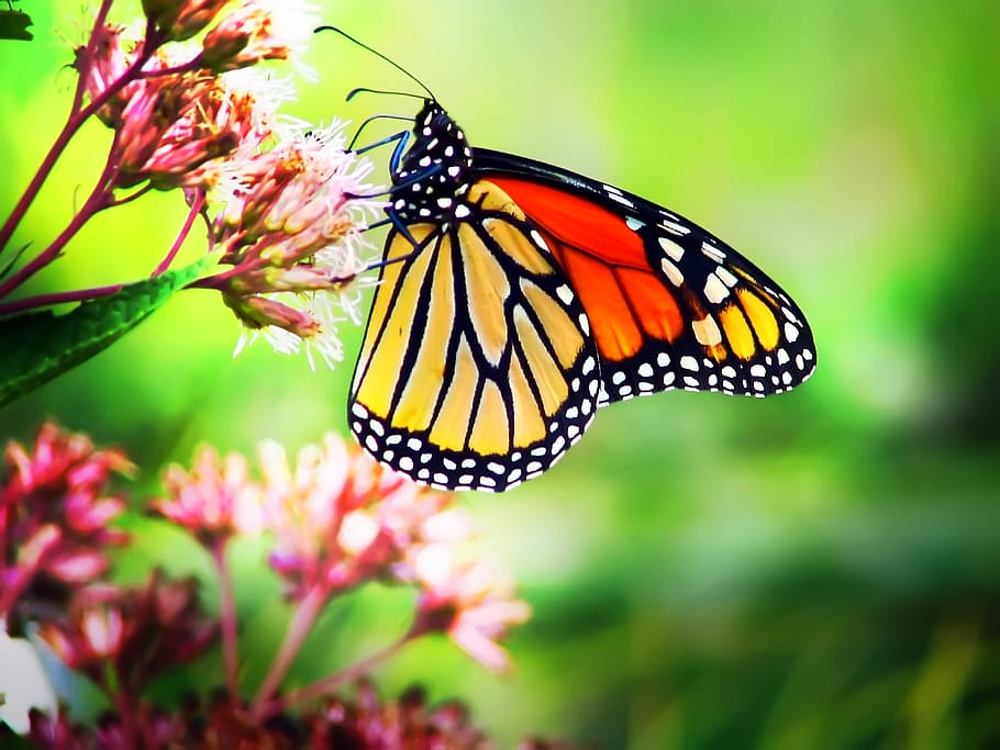 butterfly, monarch, canada, ontario, milkweed, beauty in nature, HD wallpaper