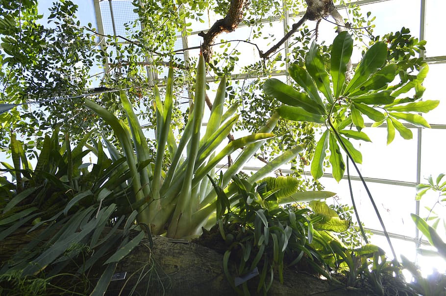 greenhouse, leaves, forest, amazon, rainforest, nature, botanical garden HD wallpaper