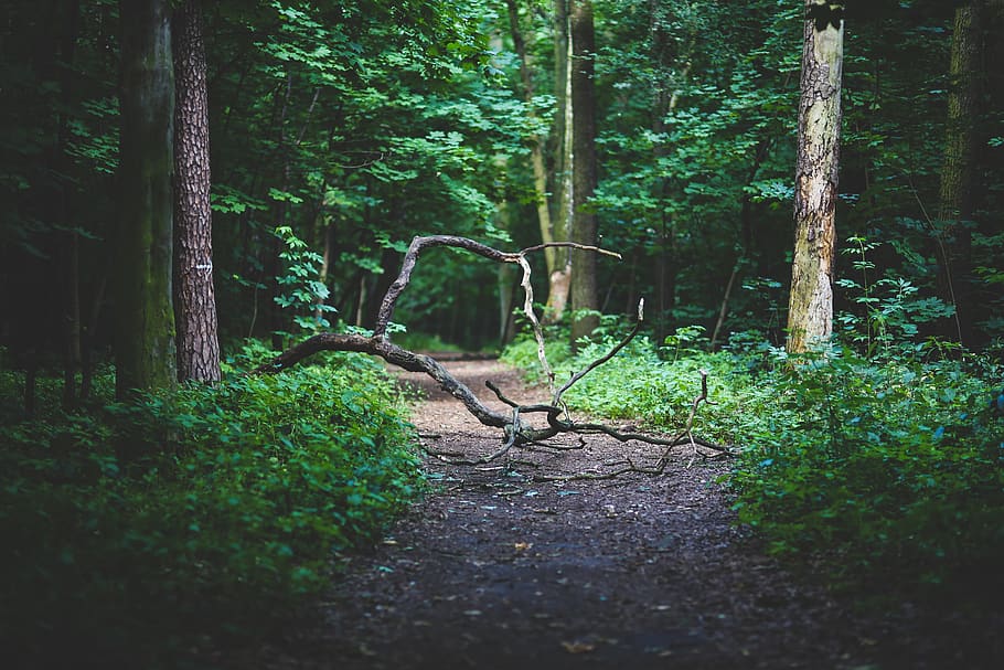 Forest path, branch, conifer, dawn, daylight, environment, evergreen HD wallpaper