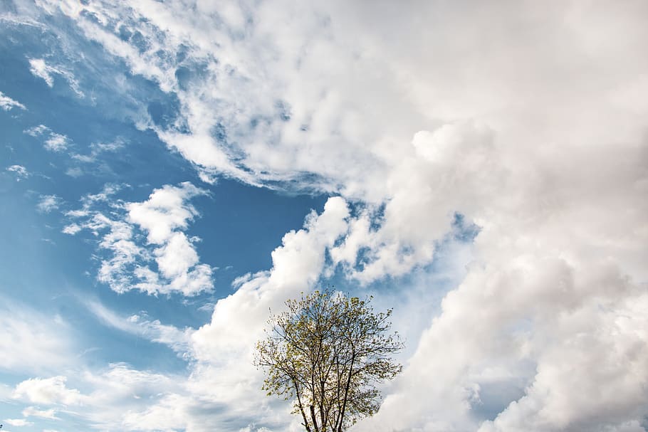 green-leafed tree under white clouds, cloud - sky, low angle view HD wallpaper