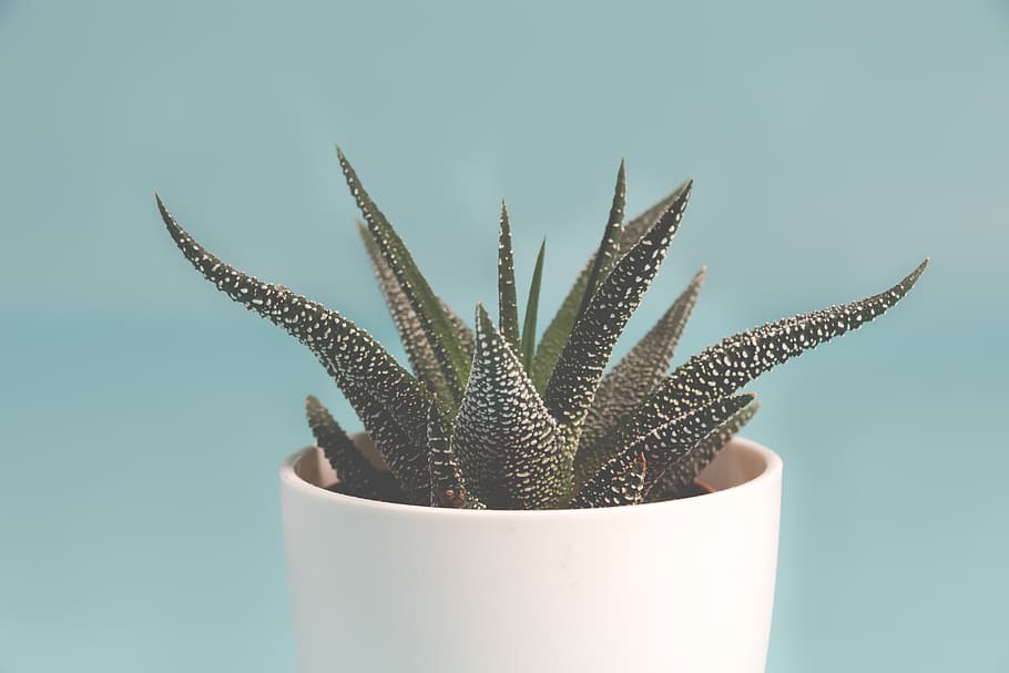 Potted Aloe Vera Plant, blue, blue background, botanical, cacti HD wallpaper