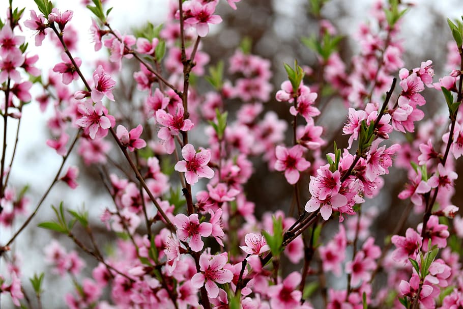 flowers, pink, casey, arbor, spring, plant, nature, coloring HD wallpaper