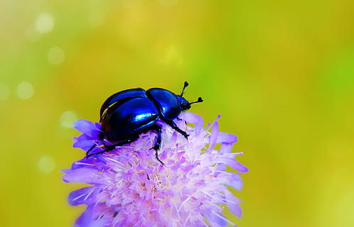 forest beetle, the beetle, wings, flight, start, insect, animals HD wallpaper