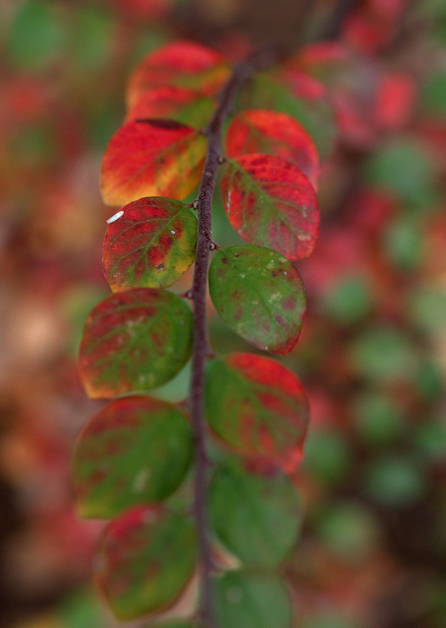 leaves, red, green, casey, coloring, nature, autumn, food and drink HD wallpaper