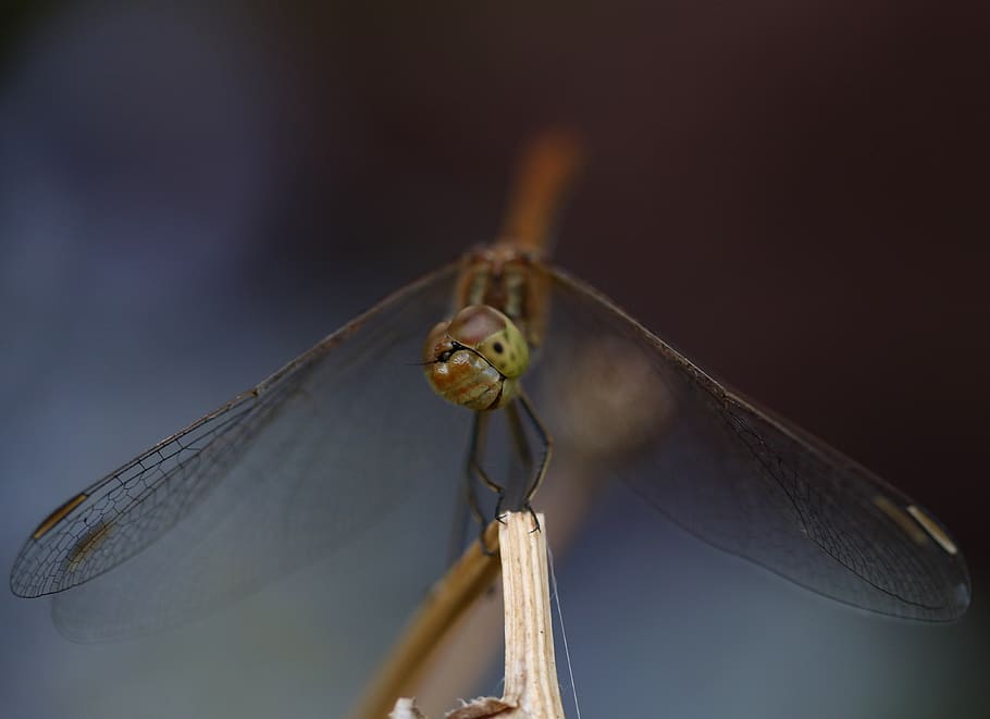 dragonfly, insecta, wings, nature, rest, one animal, animal themes HD wallpaper