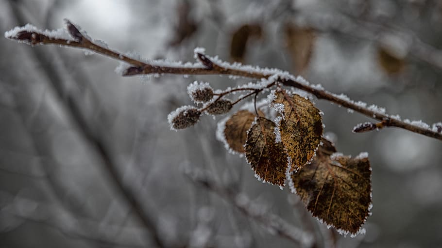 brown leaves covered with ice, nature, outdoors, snow, frost HD wallpaper