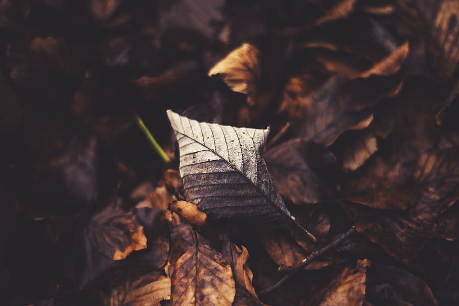brown withered leaves, leaf, plant, farnham, united kingdom, london HD wallpaper