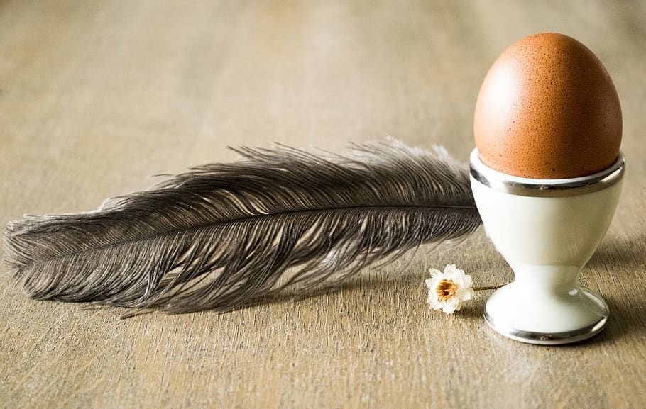 huevo, pluma, flor, fondo, presentación, egg, indoors, food, HD wallpaper