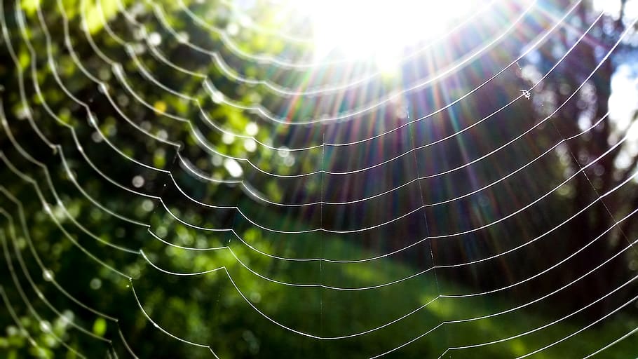 Spider Web in Closeup Photo, art, blur, bright, close-up, cobwebs HD wallpaper