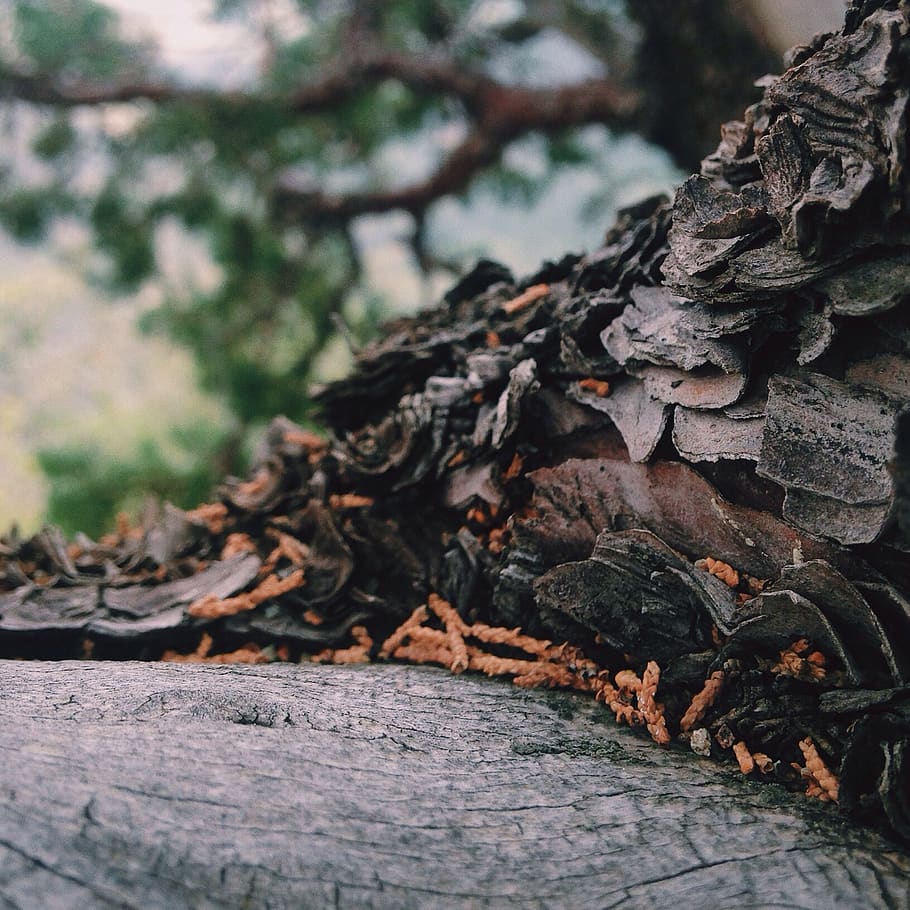 united states, mingus mountain, pine, tree, wood, bark, forest, HD wallpaper
