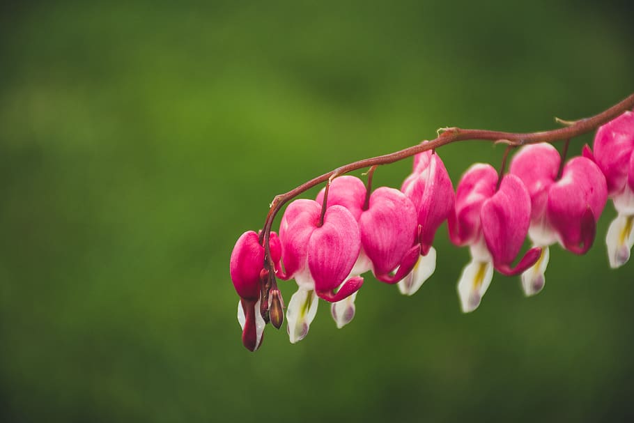 Macro Shot Of Pink And White Flowers, bloom, blossom, flora, petals HD wallpaper