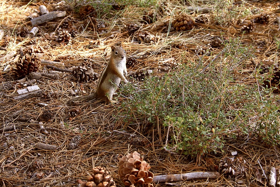 wildlife, squirrel, forest, adorable, animal themes, animal wildlife HD wallpaper