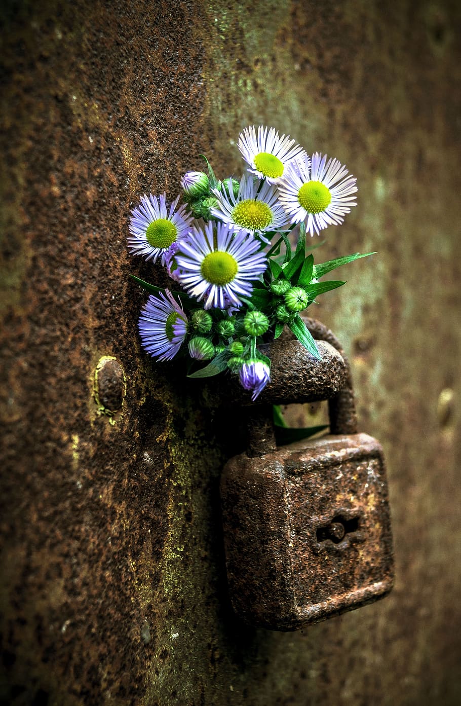 padlock, still life, old, metal, door, rust, flower, flowering plant