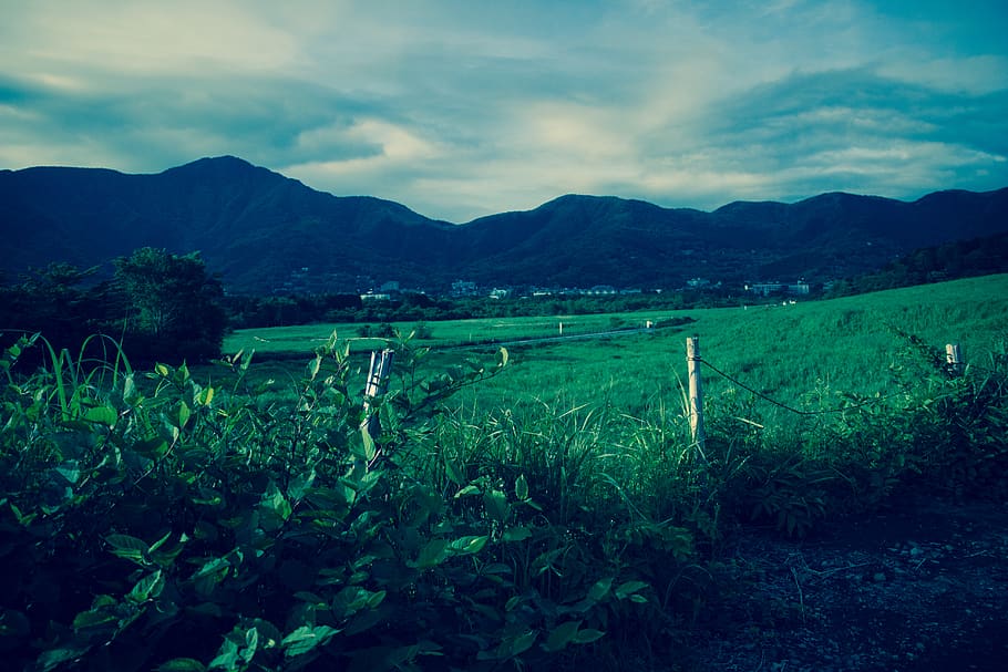 japan, hakone, trees, grass, neighbourhood, mountain, sky, plant HD wallpaper