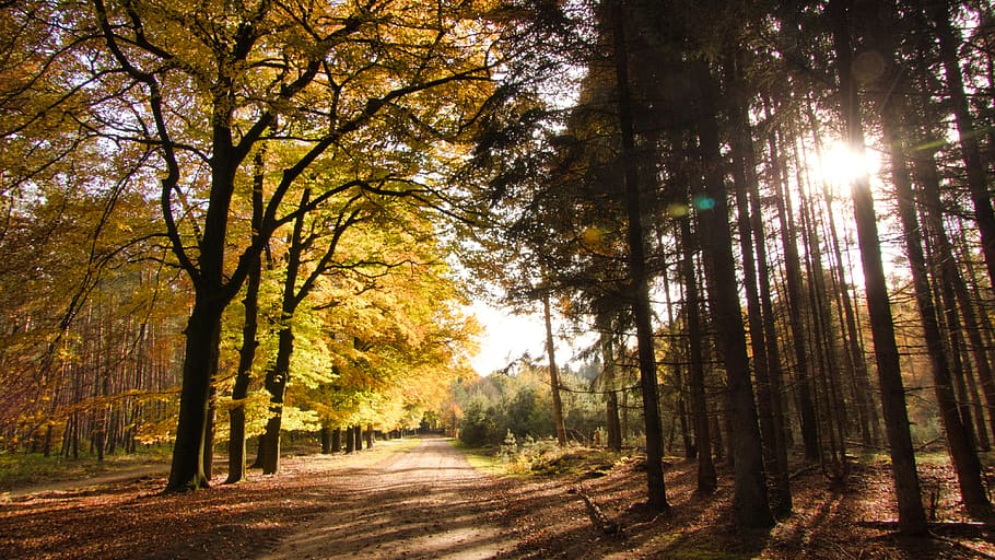 autumn, nature, forest, light, tree, plant, tranquility, beauty in nature HD wallpaper