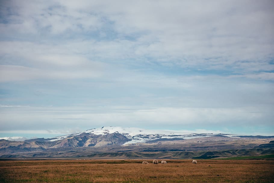 Sheep & Field Near Glacier Photo, Backgrounds, Mountain, Farm HD wallpaper