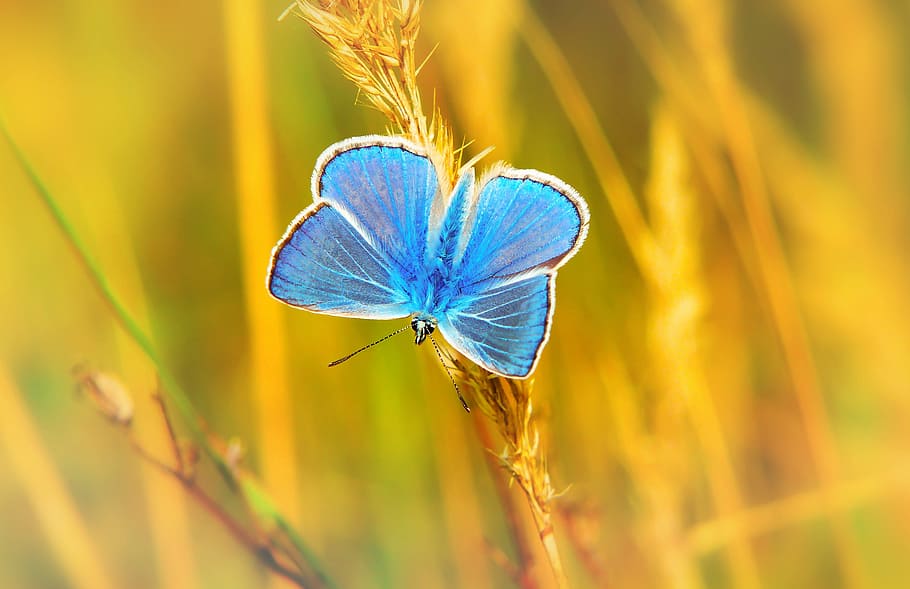 blue butterfly perched on grass at daytime, wing, insect, bug HD wallpaper