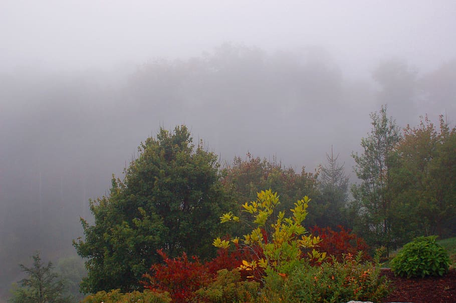 united states, cashiers, mist, misty forest, trees, fog, fall