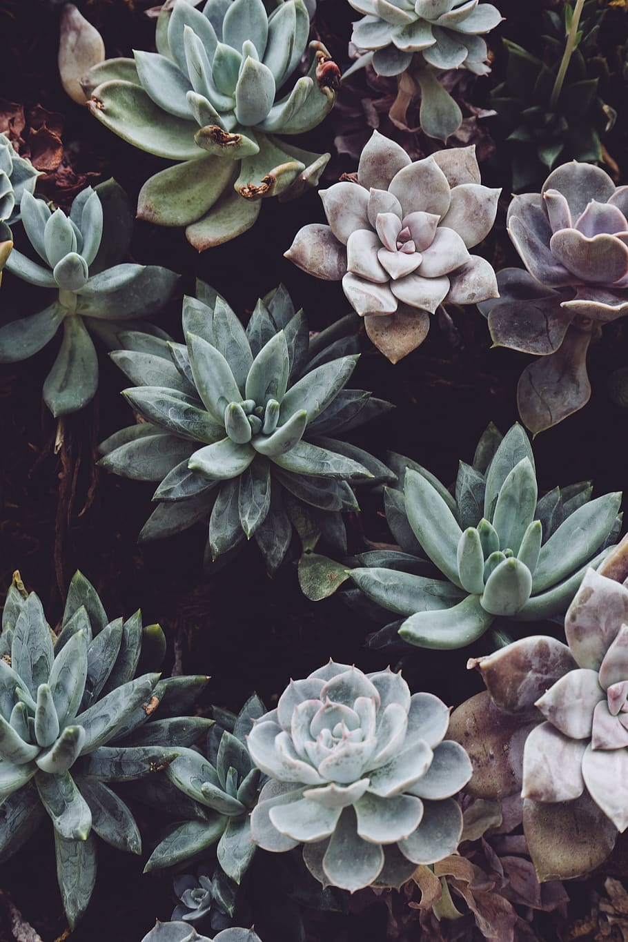 plants, petals, leaves, succulent, green wall, pastel, nature HD wallpaper
